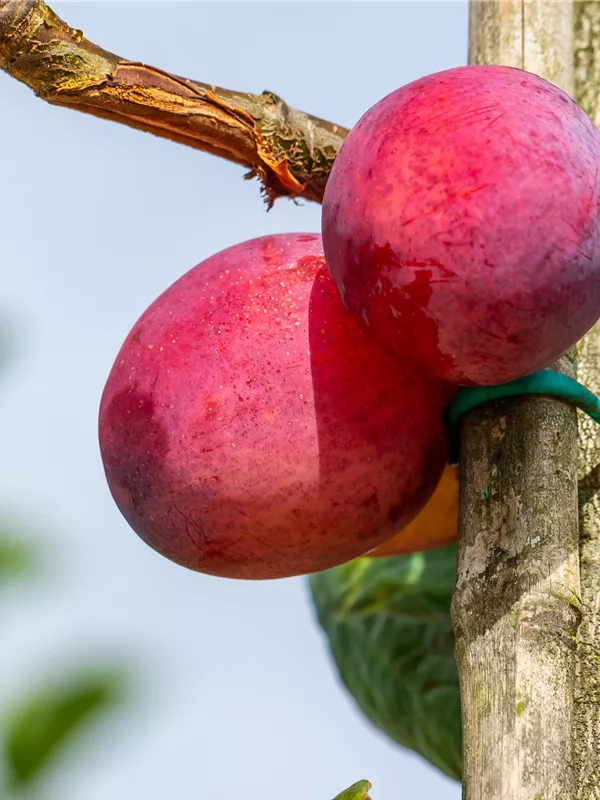 Pflaume 'Königin Viktoria'