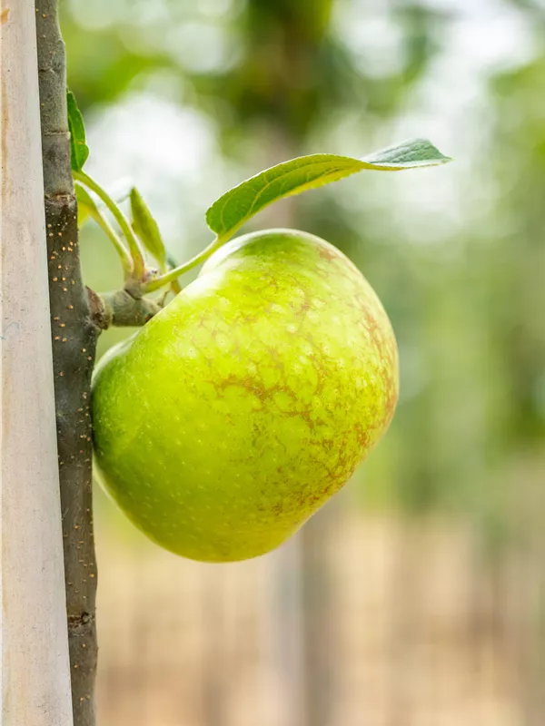 Herbstapfel 'Jakob Lebel'