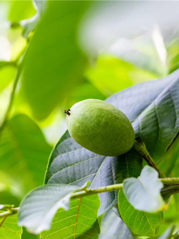 Walnuss 'Buccaneer'