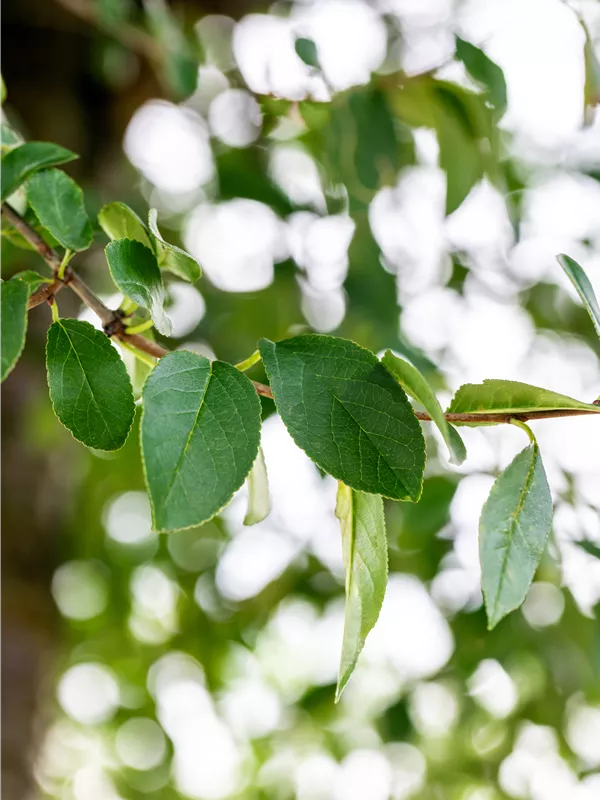 Kugel-Steppen-Kirsche 'Umbraculifera'