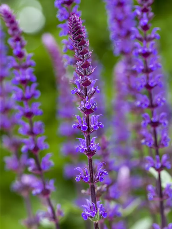 Garten-Blüten-Salbei 'Caradonna'