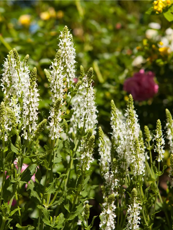 Garten-Blüten-Salbei 'Schneehügel'