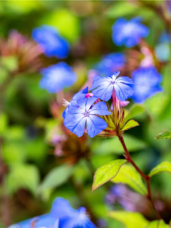 Chinesische Bleiwurz