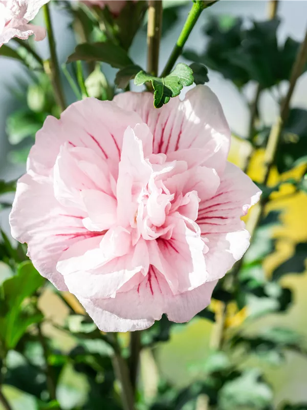 Garteneibisch 'Pink Chiffon'