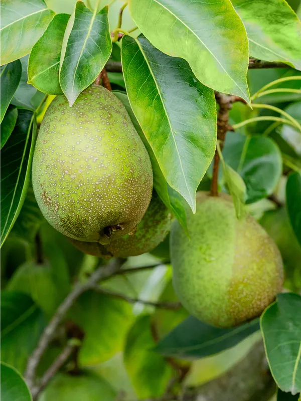 Sommerbirne 'Frühe von Trevoux'