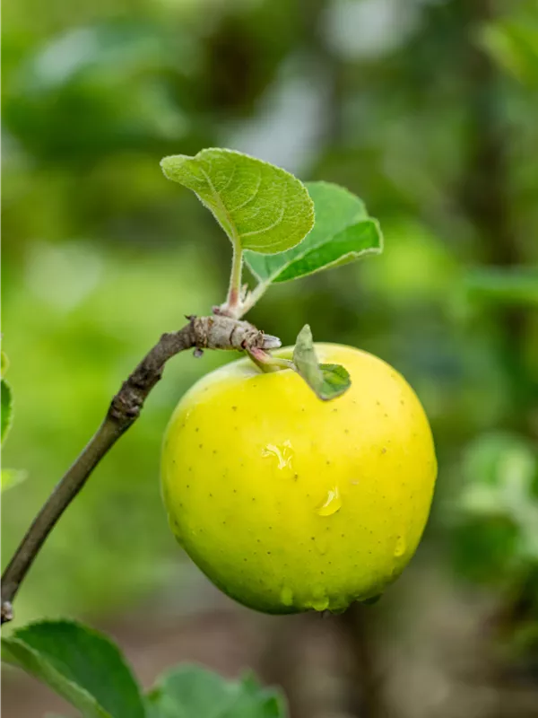 Apfel 'Ananas-Renette'