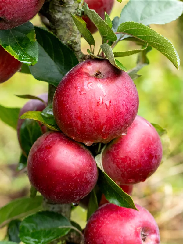 Säulenapfel 'Jarle'