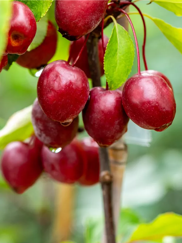 Zierapfel 'Red Obelisk'