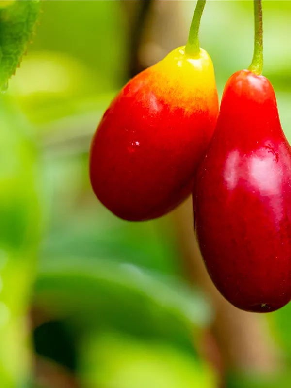 Kornelkirsche 'Kasanlaker'