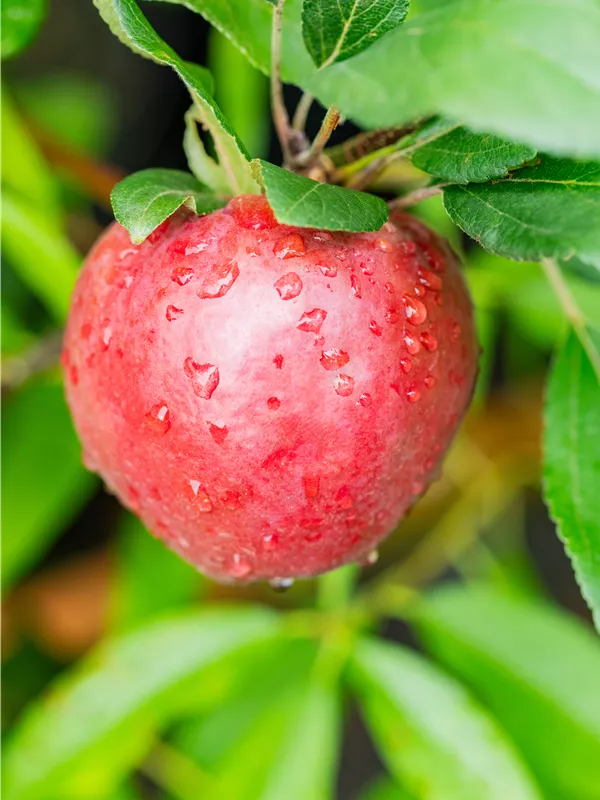 Apfel 'Baya® Marisa'