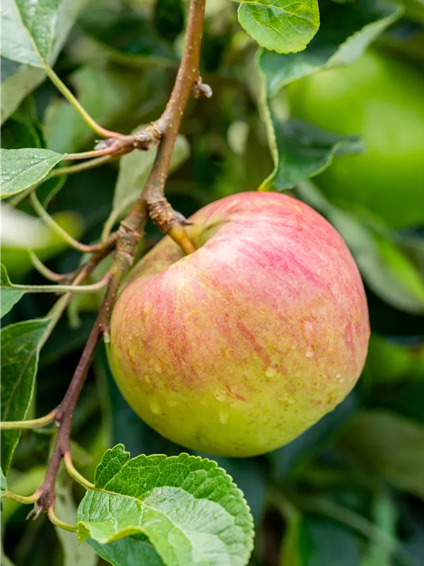 Säulenapfel 'Starline® Garden Fountain'