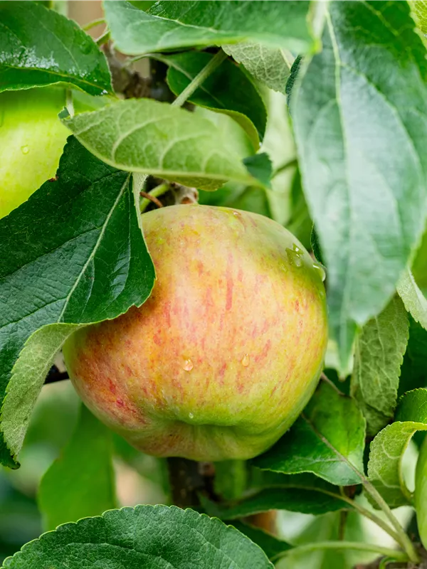 Säulenapfel 'Lopini'®