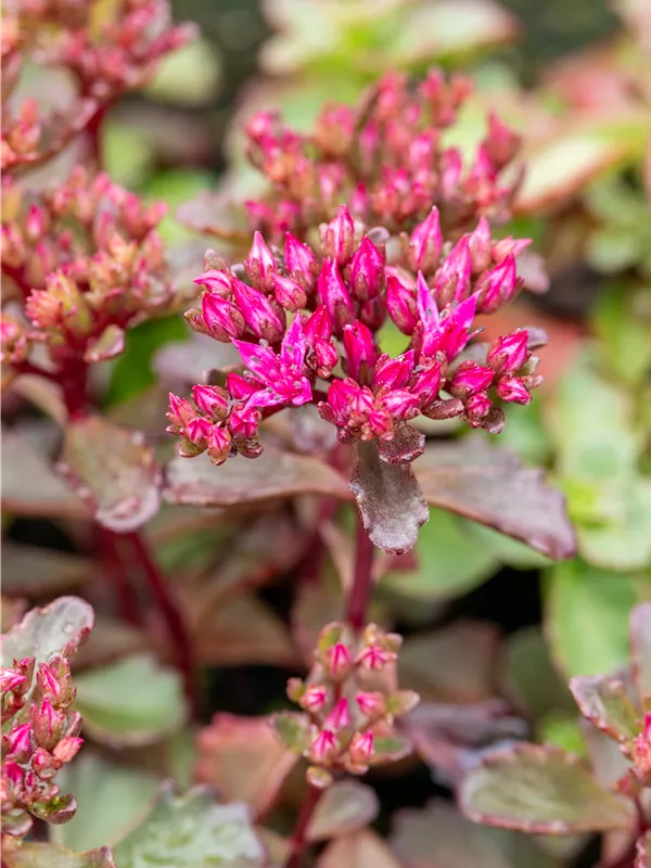 Teppich-Fettblatt 'Fuldaglut'