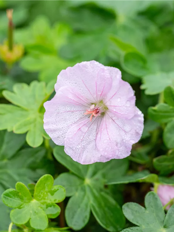 Gestreifter Storchschnabel 'Apfelblüte'