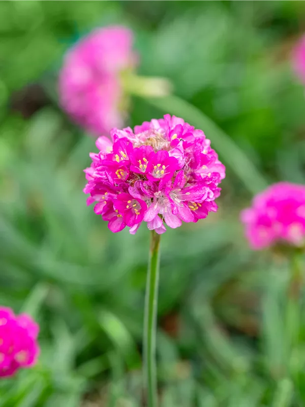 Garten-Grasnelke 'Düsseldorfer Stolz'