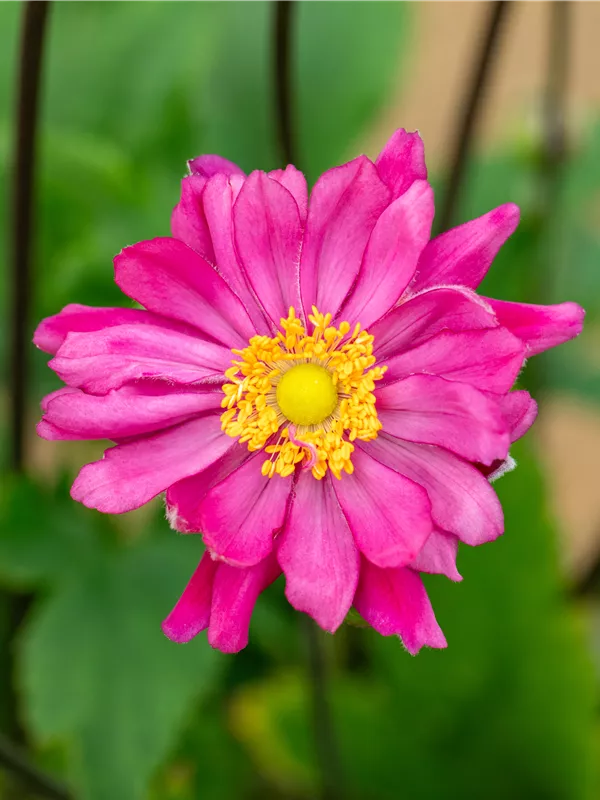 Garten-Herbst-Anemone 'Bressingham Glow'