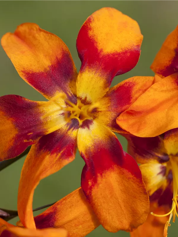 Großblumige Montbretie 'Emily McKenzie'