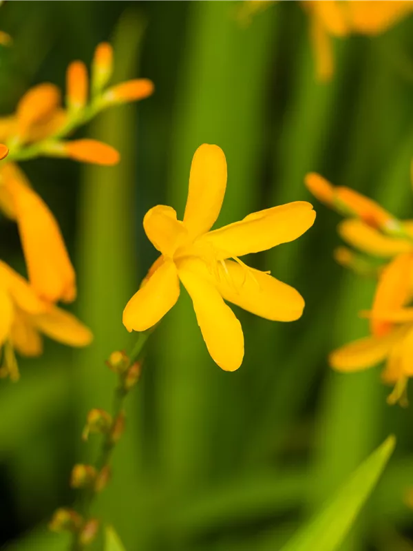 Bastard-Montbretie 'George Davidson'