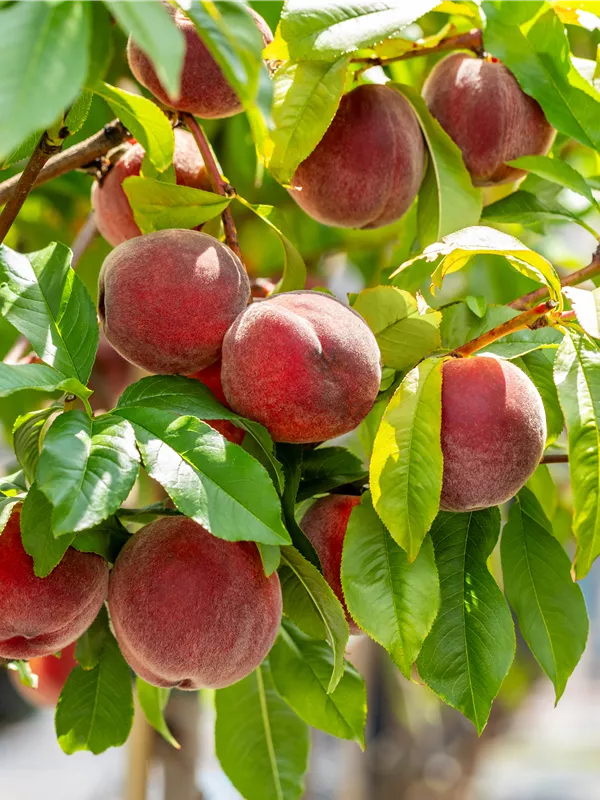 Pfirsich 'Red Haven'®