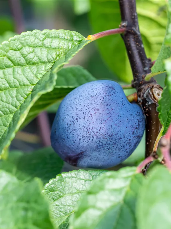 Zwetsche 'Cacaks Schöne'