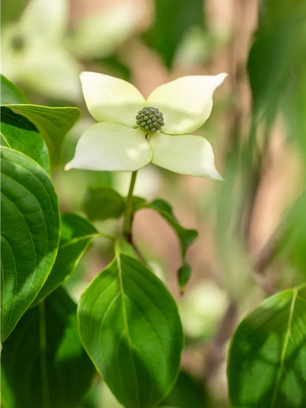 Japanischer Blumen-Hartriegel 'China Girl'