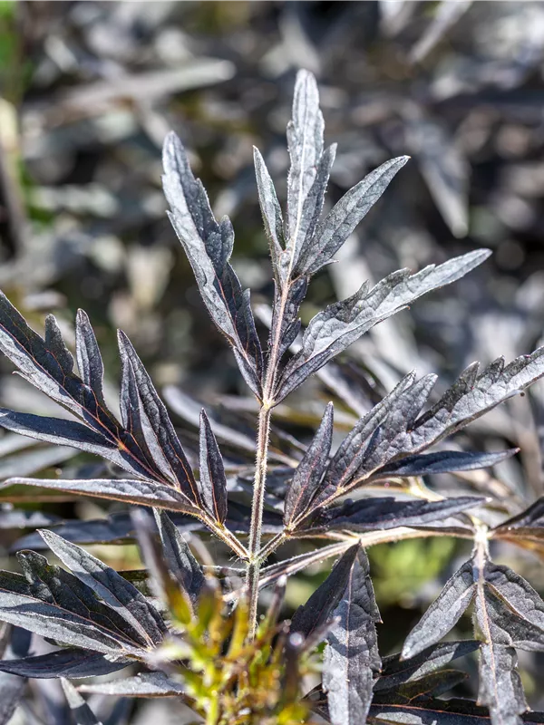 Schwarzer Holunder 'Cherry Lace'®