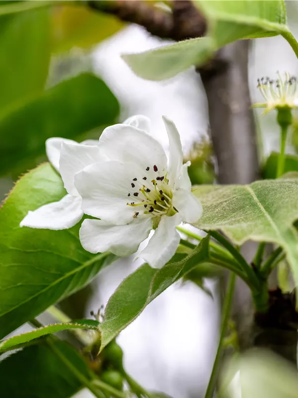 Nashi-Birne 'Nijisseiki'