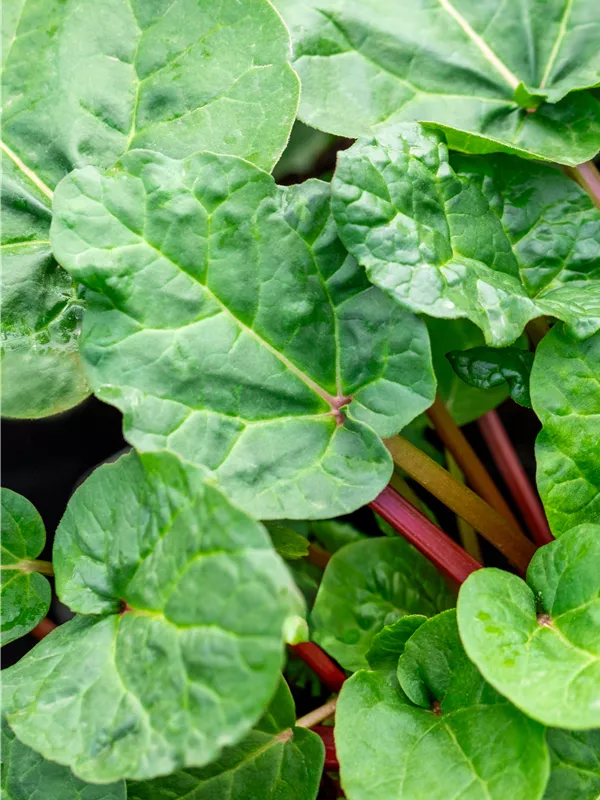 Rhabarbar 'Frambozen Rood'