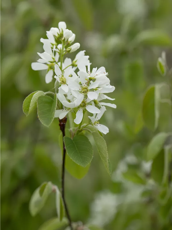 Felsenbirne 'Greatberry® Farm'