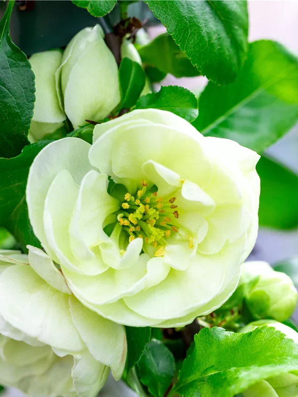 Zierquitte 'Kinshiden'