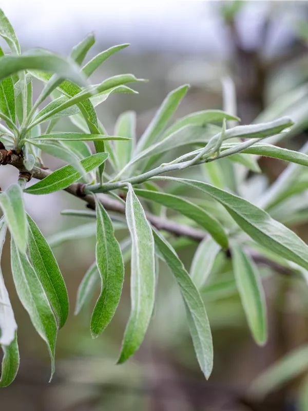 Weidenblättrige Birne