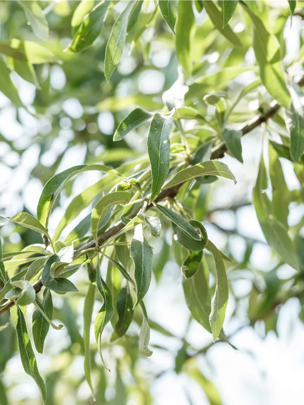 Hängende Wildbirne 'Pendula'