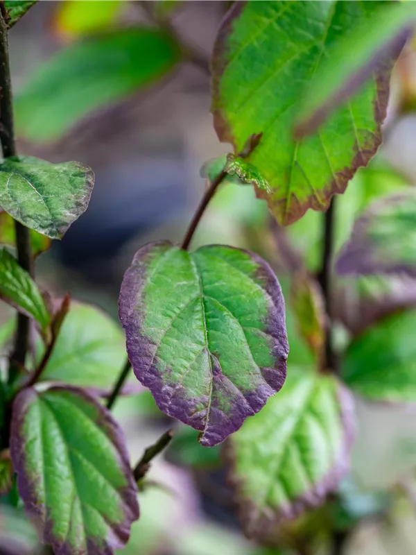 Eisenbaum 'Persian Spire'(s)