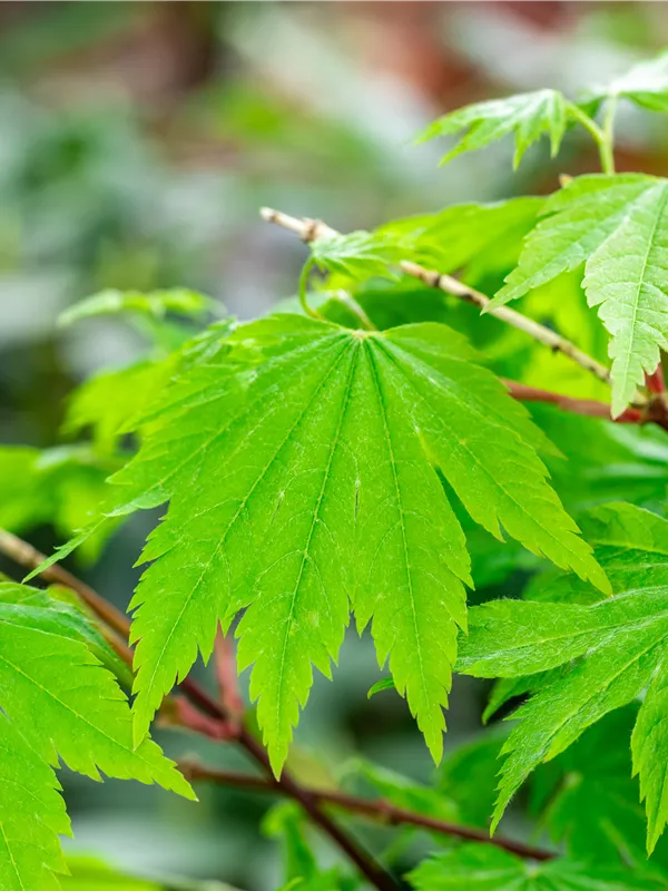 Japanischer Ahorn 'Indian Summer'
