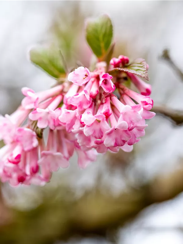 Winterschneeball 'Dawn'