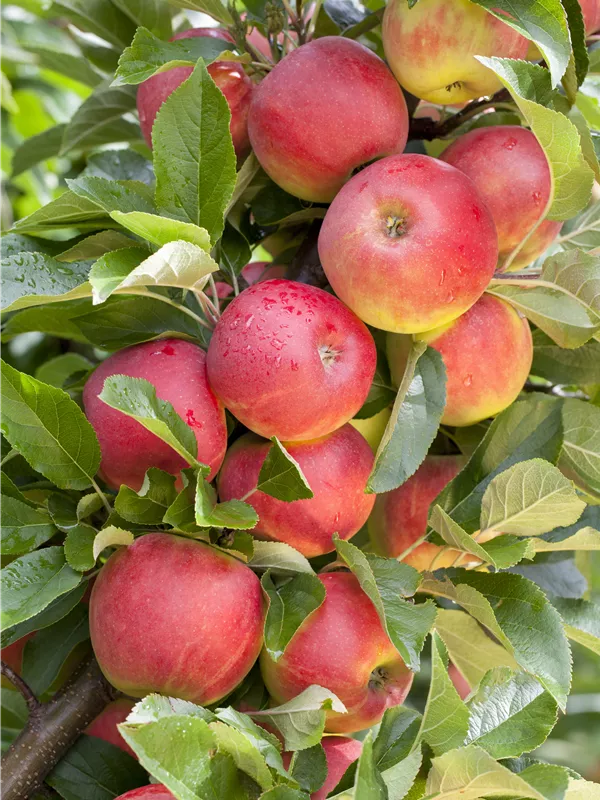 Apfel 'Rewena'(s)
