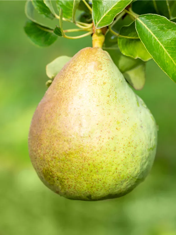 Säulenbirne 'Decora'