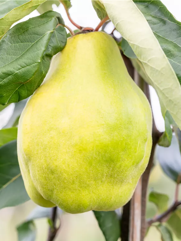 Quitte 'Portugiesische Birnenquitte'