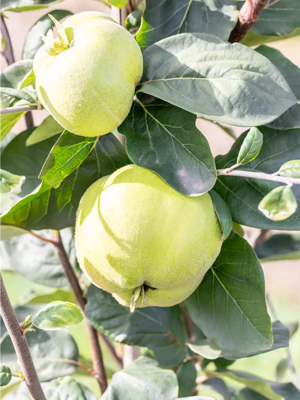 Quitte 'Konstantinopeler Apfelquitte'