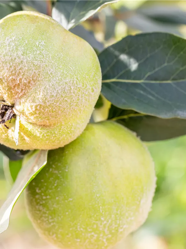 Apfelquitte 'Wudonia'