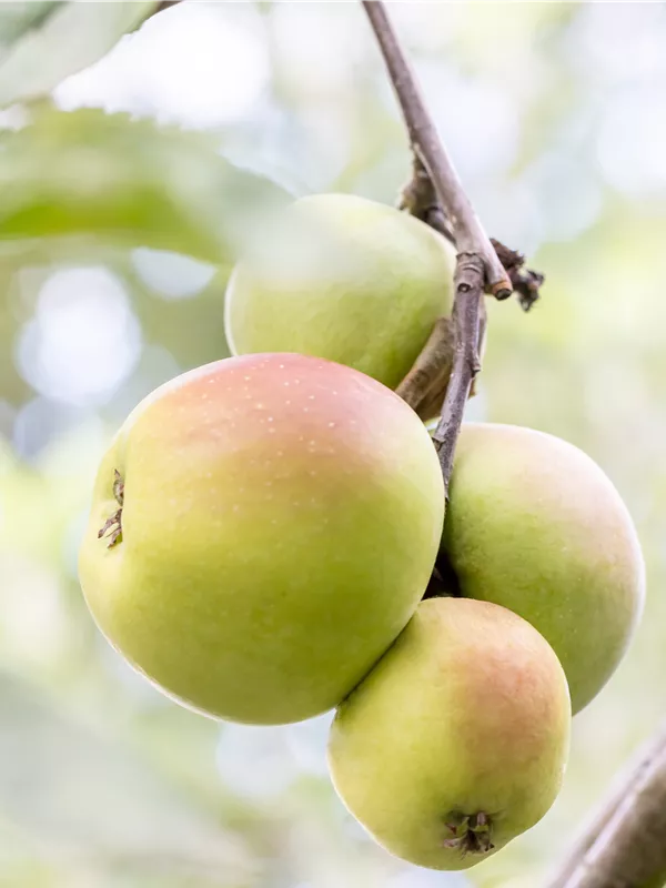 Winterapfel 'Schöner von Nordhausen'