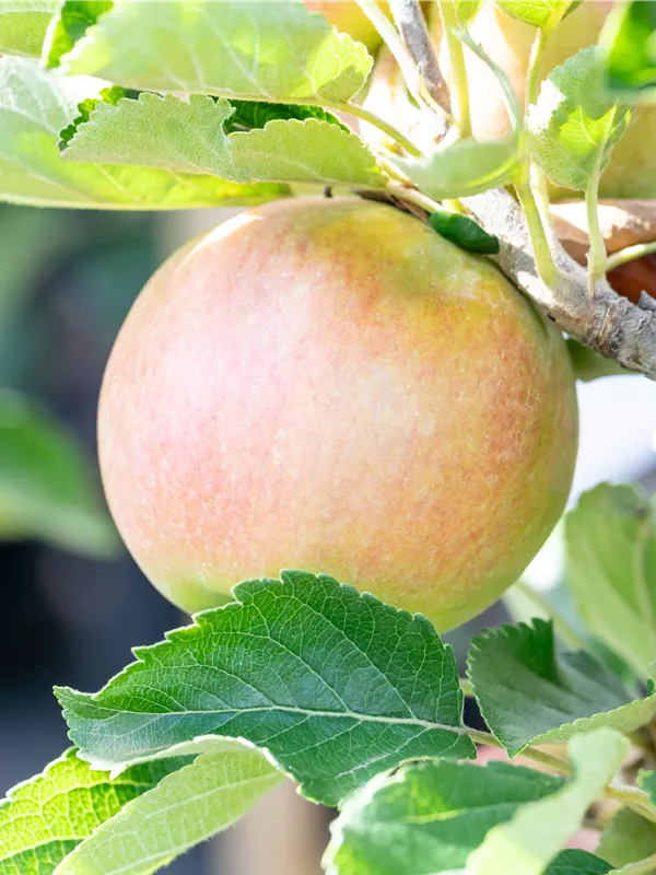 Apfel 'Idared'