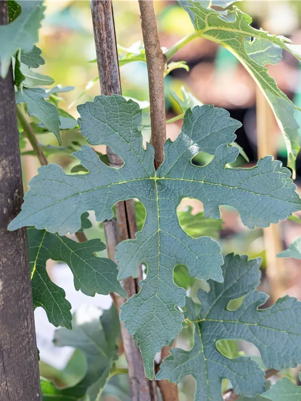 Schwarzer Maulbeerbaum 'Mathildes Traum'