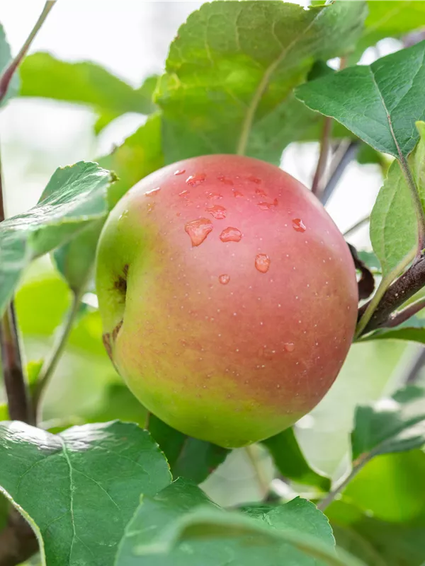 Winterapfel 'Kronprinz Rudolf'