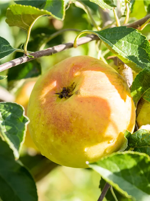 Winterapfel 'Auralia'