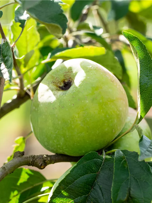 Winterapfel 'Zuccalmagliorenette'