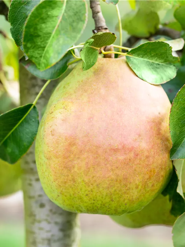 Winterbirne 'Vereins Dechantsbirne'