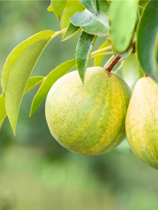 Birne 'Schweizer Hose'