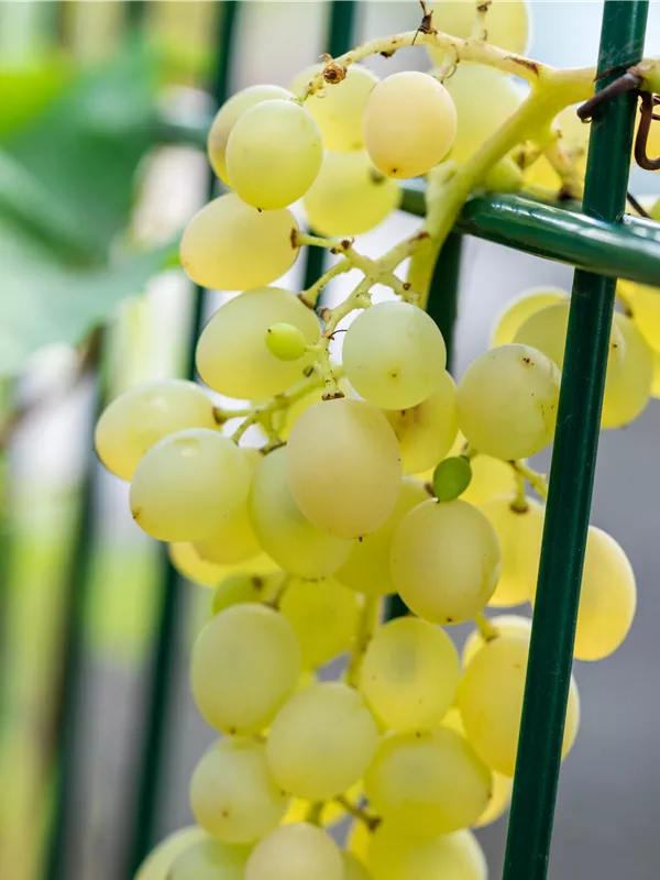 Tafeltraube 'Glenora'