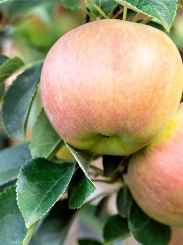 Apfel 'Reka'